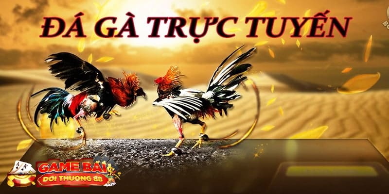 Đá gà trực tiếp có bình luận